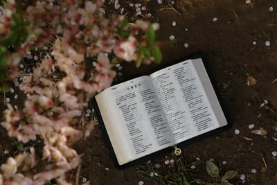 一本打开的书在开花植物下的平面摄影
